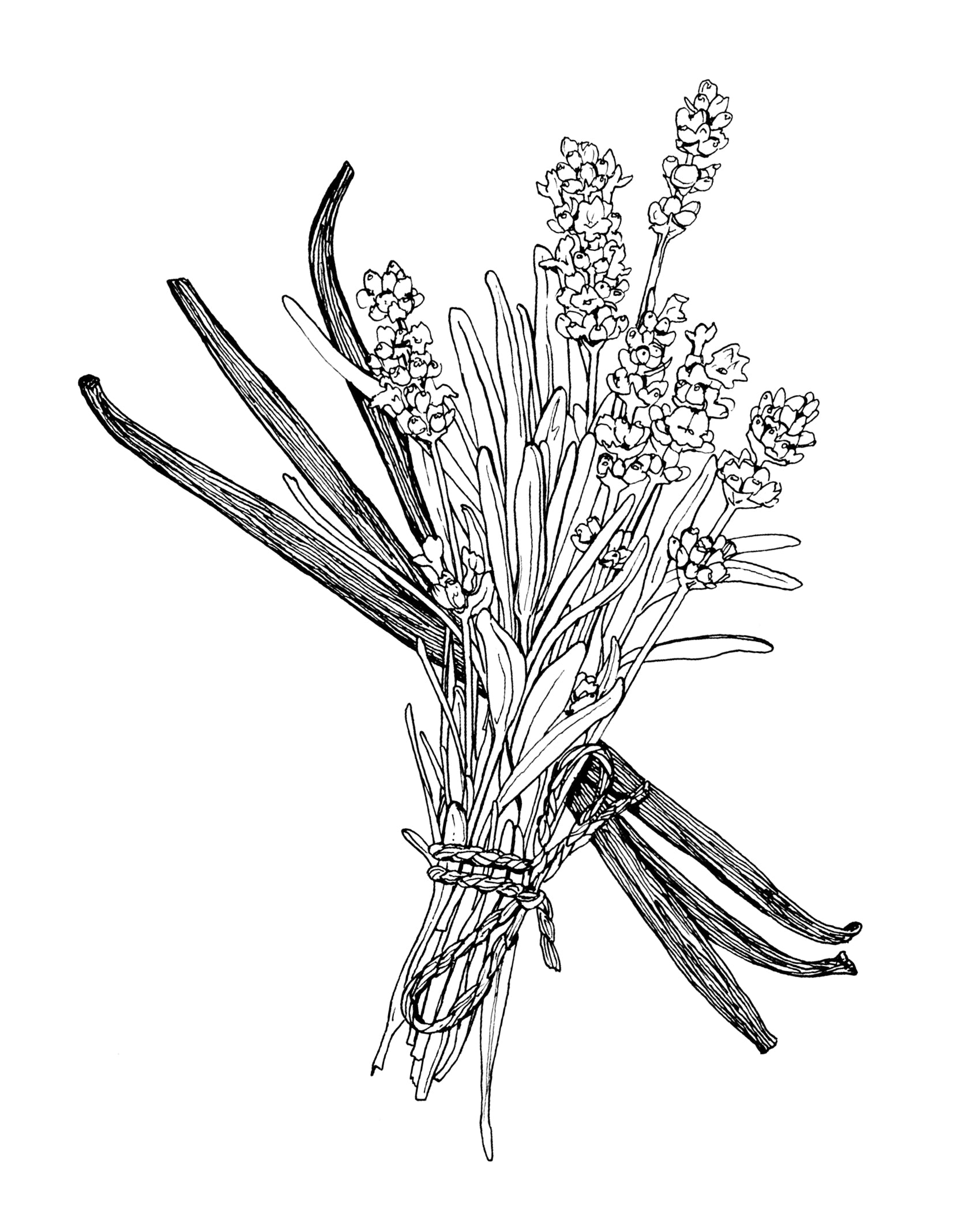 Lavender Vanilla Deodorant