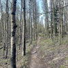 A photograph of the Meridian Trail, winding through a grove of birch trees.